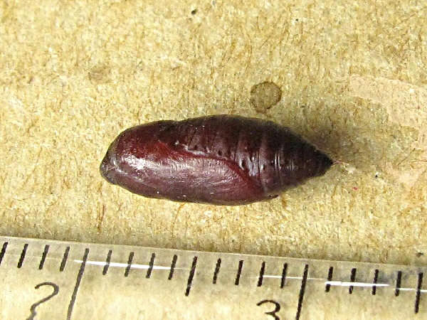 akajimamadoga2