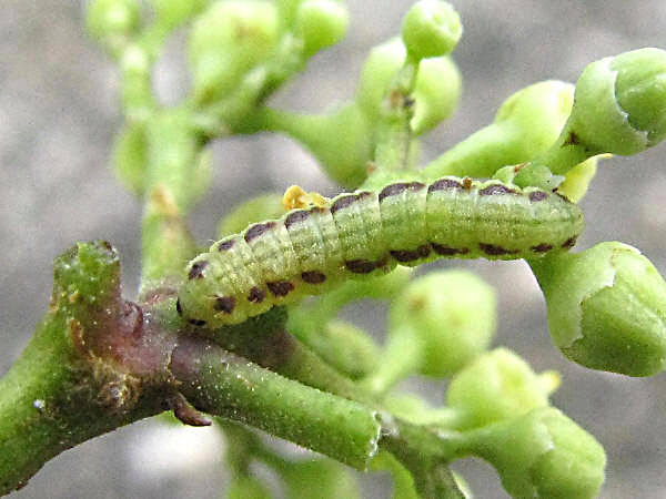 budoutoriba