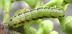 budoutoriba01