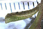 budoutoriba05