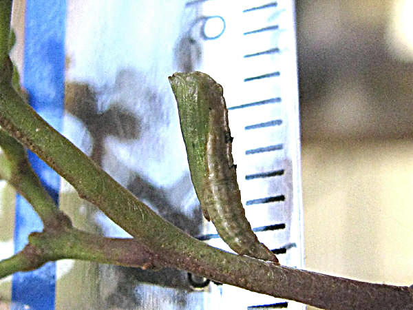 budoutoriba2