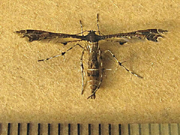 budoutoriba3