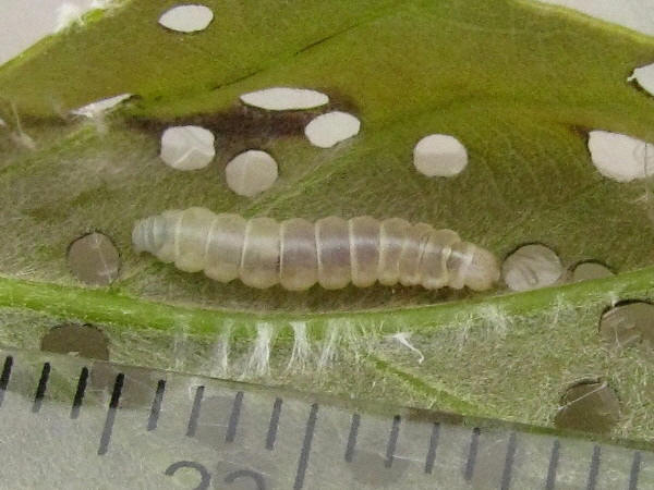 gomadaranokomekibaga