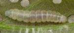 gomadaranokomekibaga01