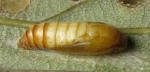 gomadaranokomekibaga05