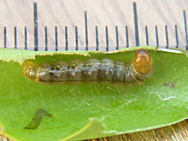 madaramadoga