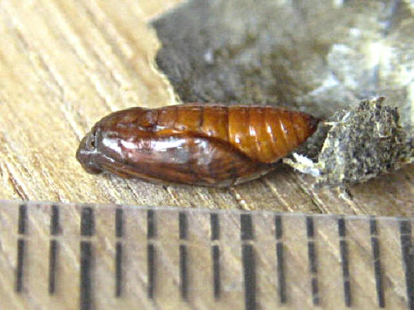 madaramadoga2